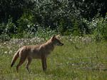 Cdn Rockies Adventure (Aug 2010) - Canmore - 039
